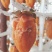 正宗富平柿饼，农户直销