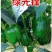 青方椒种子乾德绿先锋深绿色大型果果肉厚