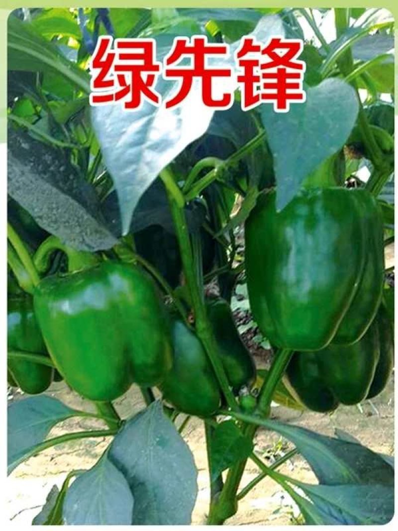青方椒种子乾德绿先锋深绿色大型果果肉厚