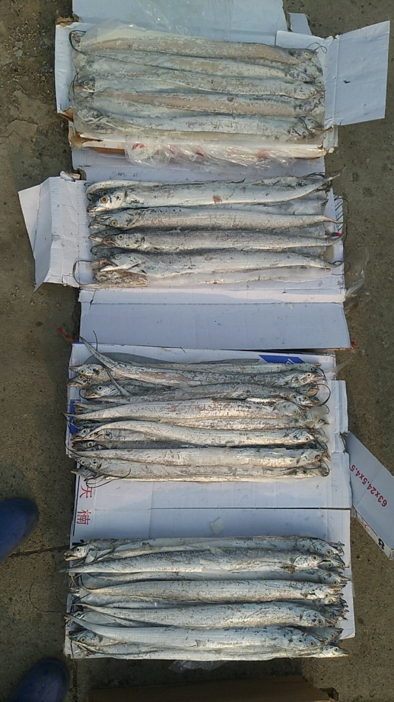 海刀鱼8――10