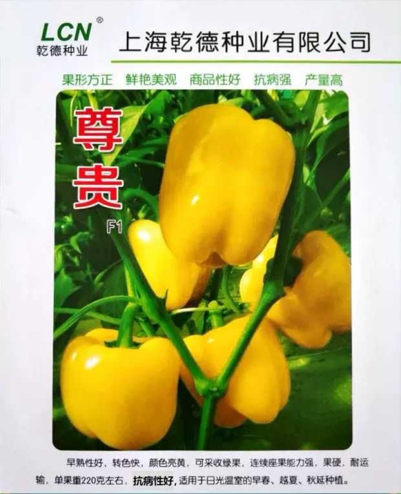 太空椒黄彩椒种子乾德尊贵甜椒早熟肉厚转色快
