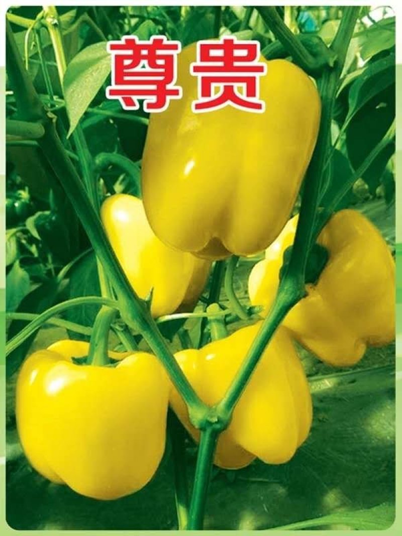太空椒黄彩椒种子乾德尊贵甜椒早熟肉厚转色快