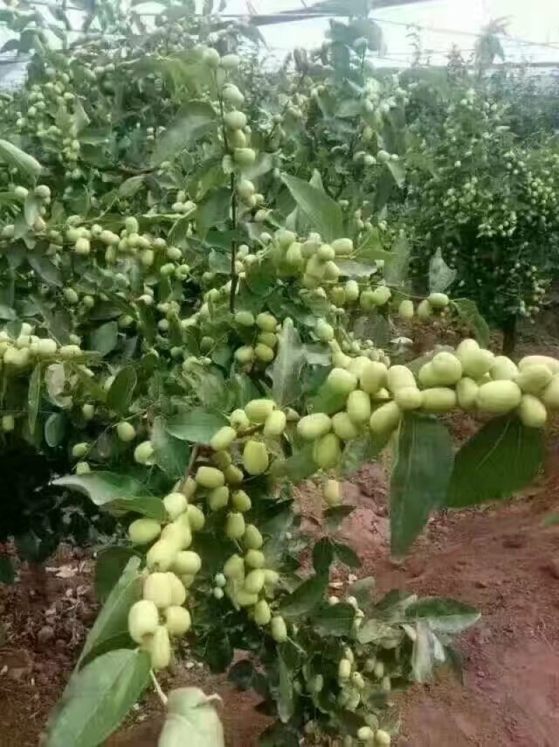 鲜食品种枣树苗，有载种枣树苗的朋友可以联系我