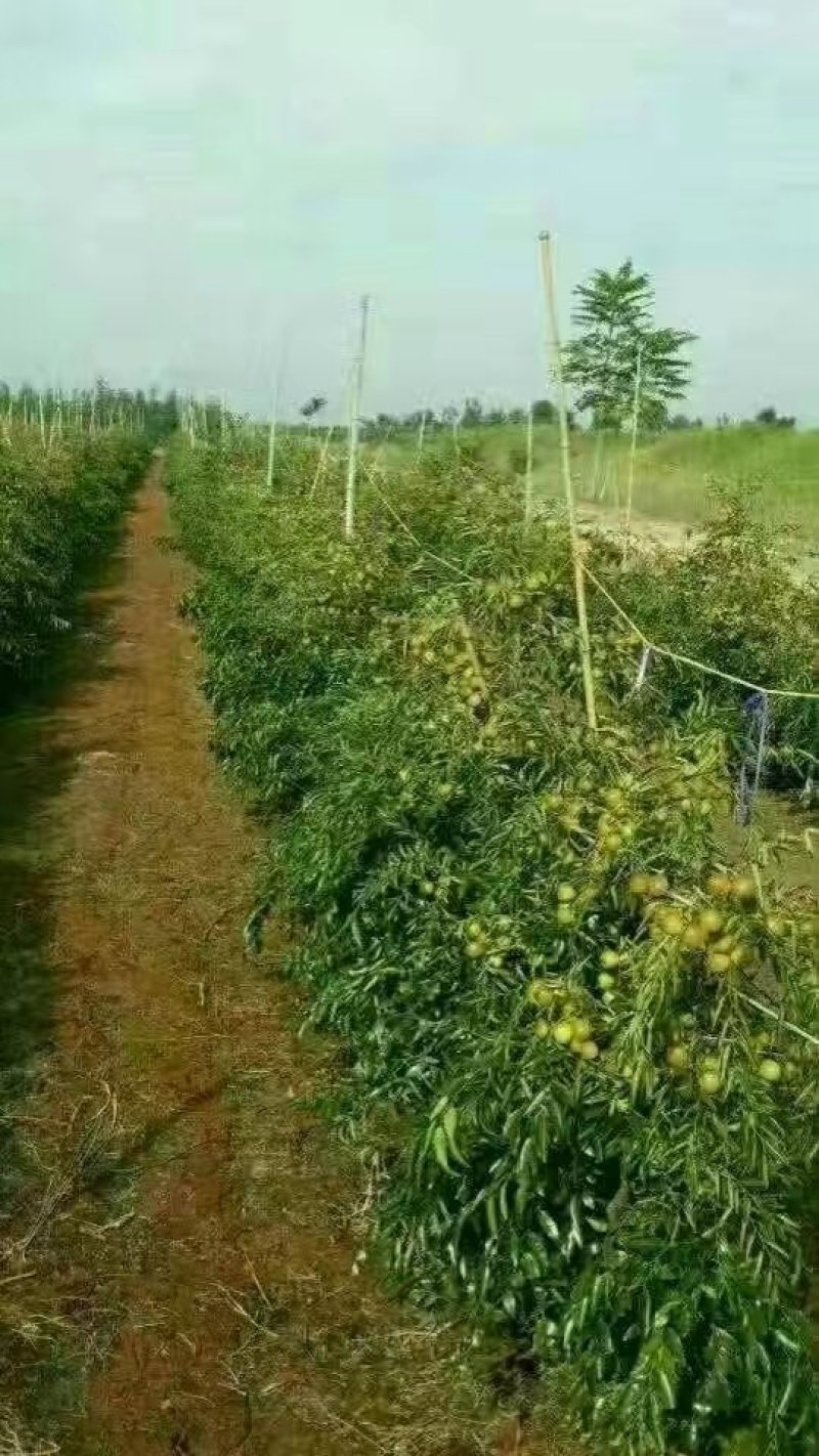 河北省沧州市献县正发枣树种植有限公司常年供应，水果苗木