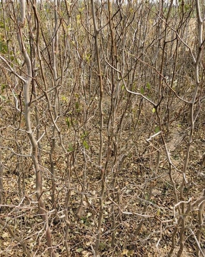 河北省沧州市献县正发枣树种植有限公司常年供应，水果苗木