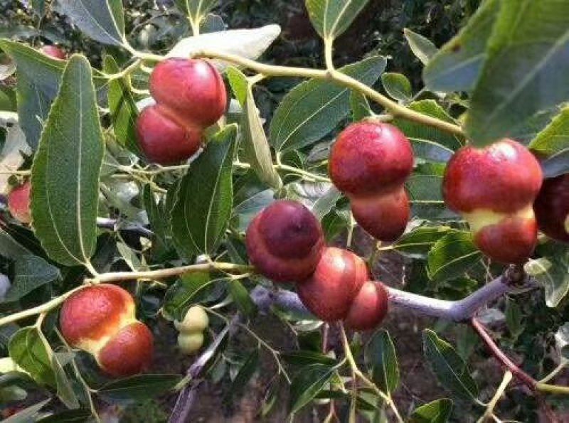 河北省沧州市献县正发枣树种植有限公司常年供应，水果苗木