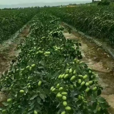 河北省沧州市献县正发枣树种植有限公司常年供应，水果苗木