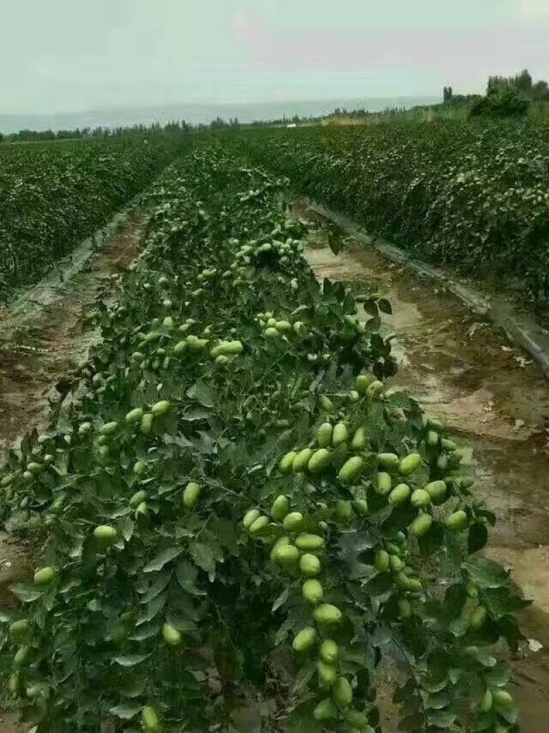 河北省沧州市献县正发枣树种植有限公司常年供应，水果苗木