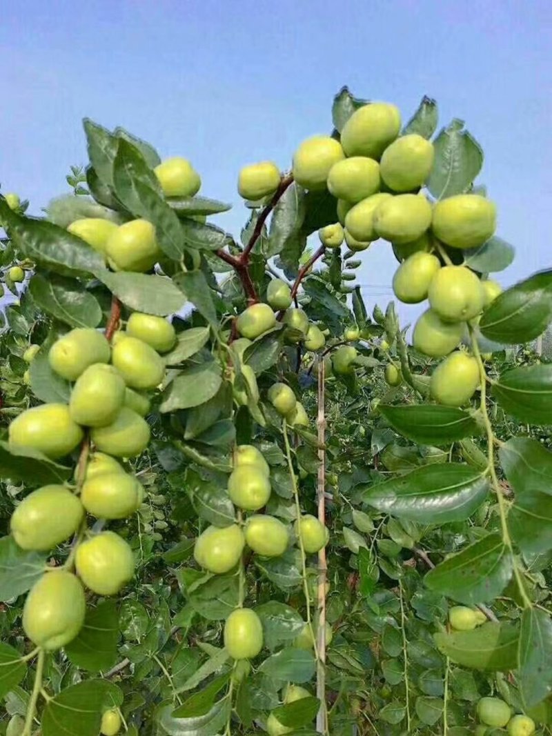 河北省沧州市献县正发枣树种植有限公司常年供应，水果苗木