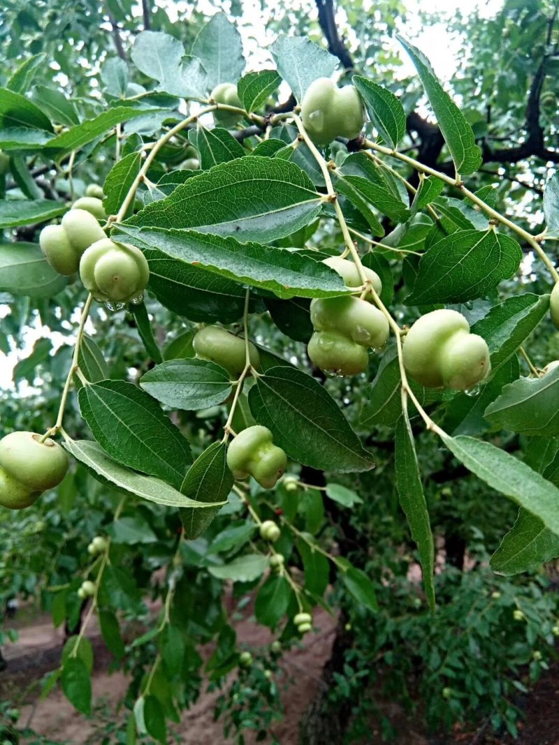河北省沧州市献县正发枣树种植有限公司常年供应，水果苗木