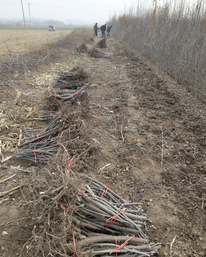 河北省沧州市献县正发枣树种植有限公司常年供应，水果苗木