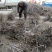 河北省沧州市献县正发枣树种植有限公司常年供应，水果苗木
