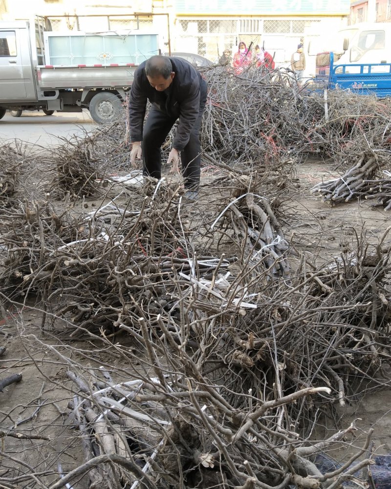河北省沧州市献县正发枣树种植有限公司常年供应，水果苗木