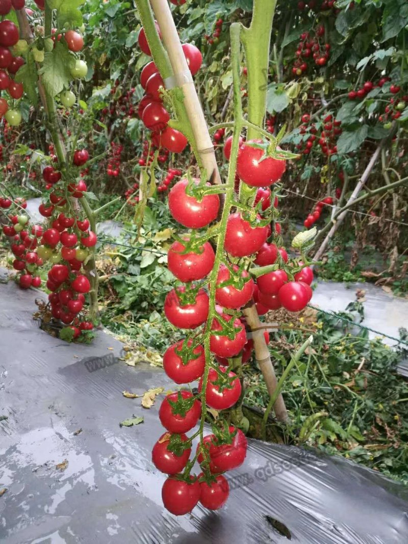 粉樱桃番茄种子乾德闺蜜圆形口感好抗病性好