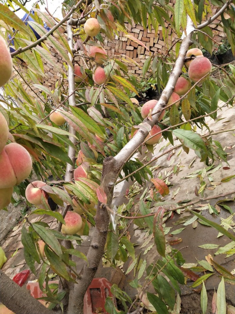 河北省沧州市献县正发枣树种植有限公司常年供应秋雪红冬桃苗