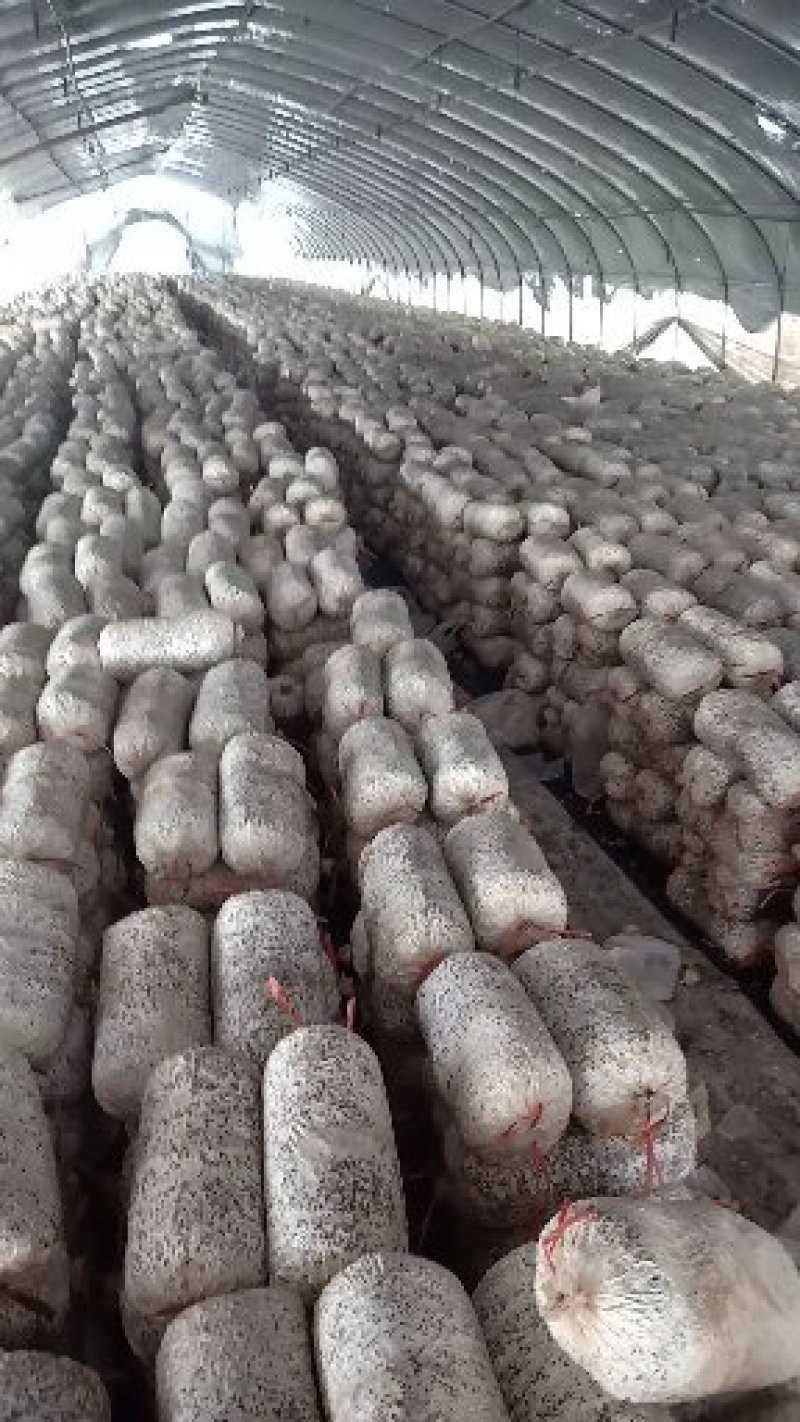 平菇出菇菌棒，平菇菌棒产地直销量大价优欢迎咨询