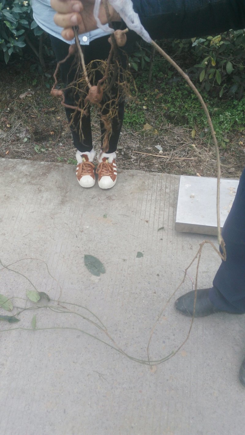 地苦胆