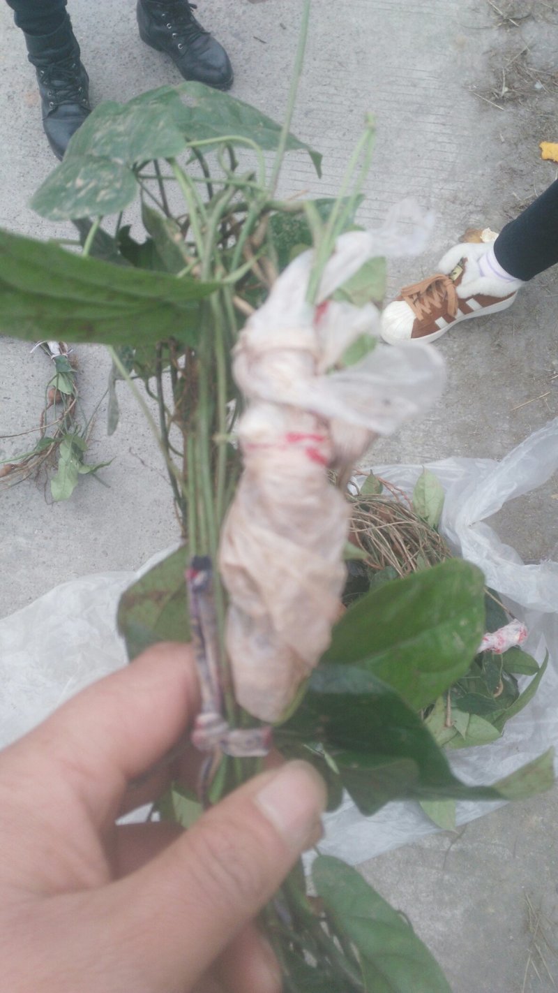 地苦胆
