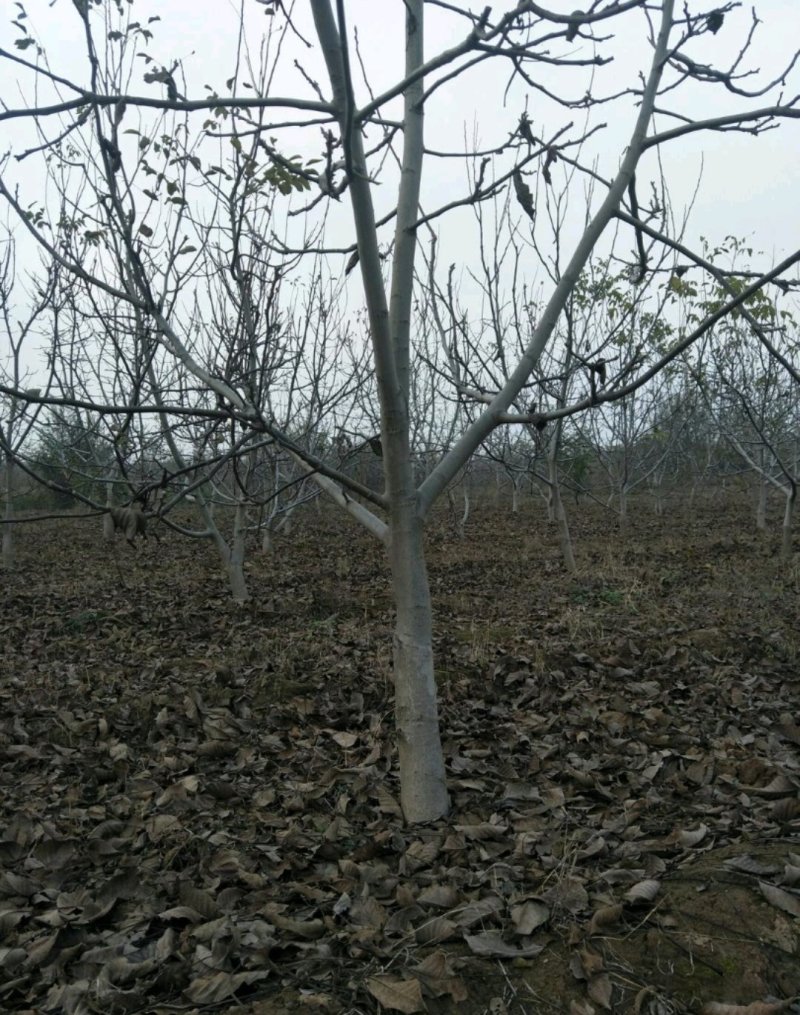 大核桃树：薄皮核桃树10公分以上的苗圃现挖现发
