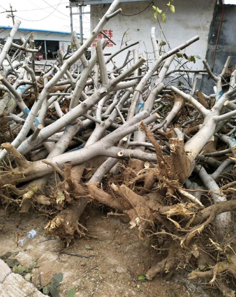 大核桃树：薄皮核桃树10公分以上的苗圃现挖现发