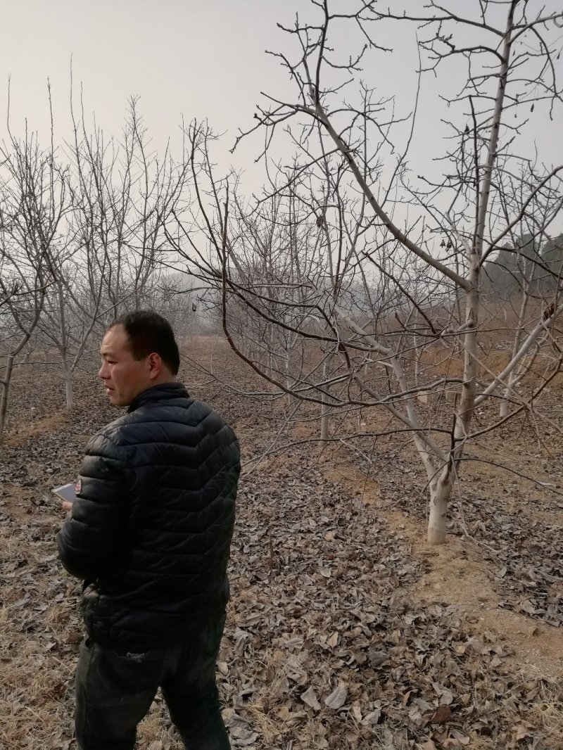 大核桃树：薄皮核桃树10公分以上的苗圃现挖现发