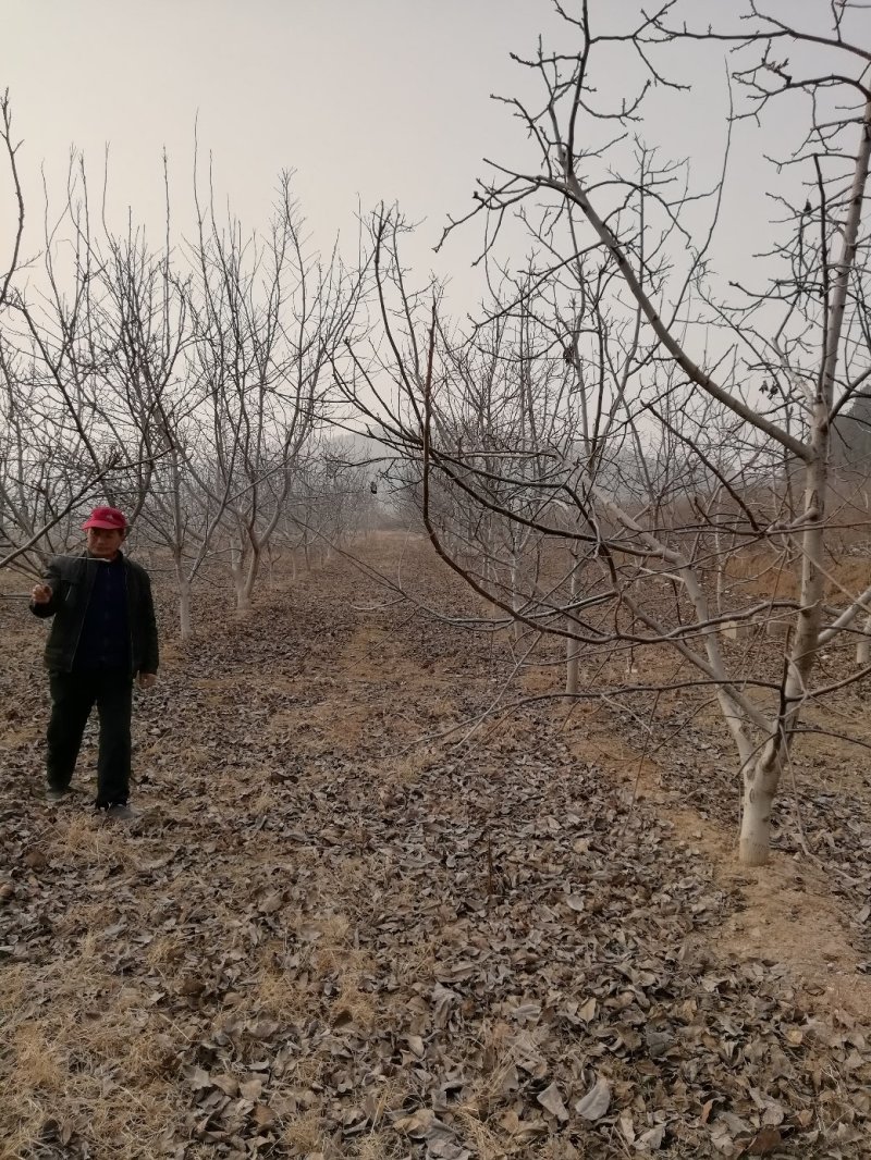 大核桃树：薄皮核桃树10公分以上的苗圃现挖现发