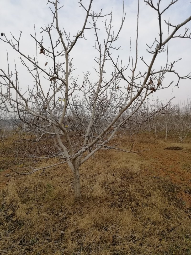 大核桃树：薄皮核桃树10公分以上的苗圃现挖现发