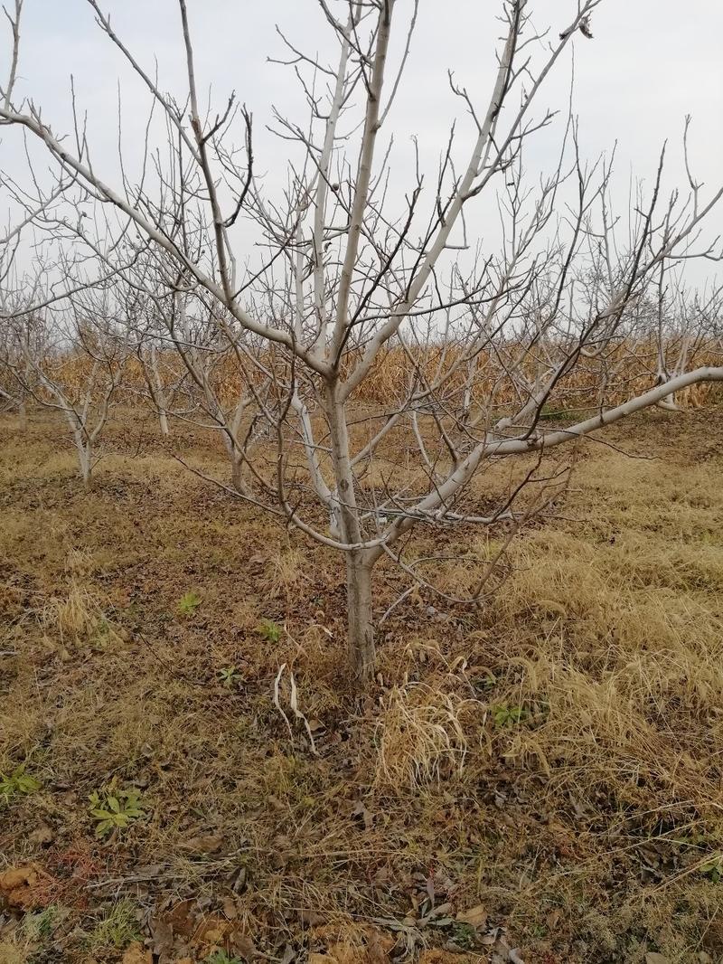 大核桃树：薄皮核桃树10公分以上的苗圃现挖现发
