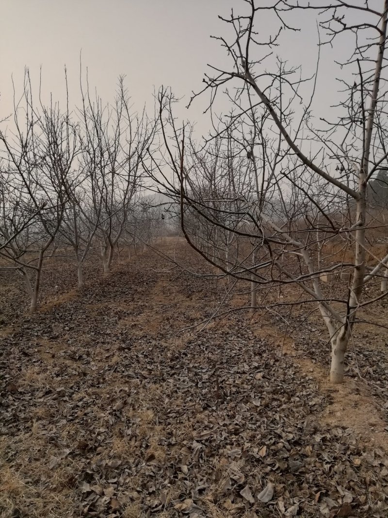 大核桃树：薄皮核桃树10公分以上的苗圃现挖现发