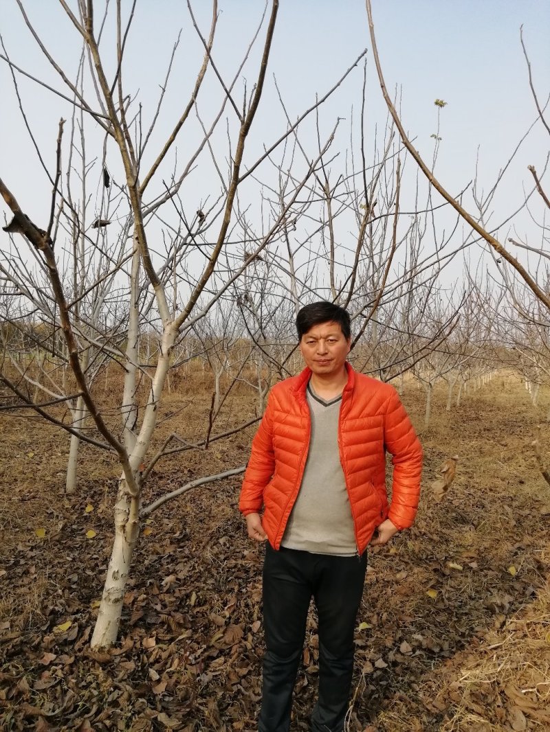 大核桃树：薄皮核桃树10公分以上的苗圃现挖现发
