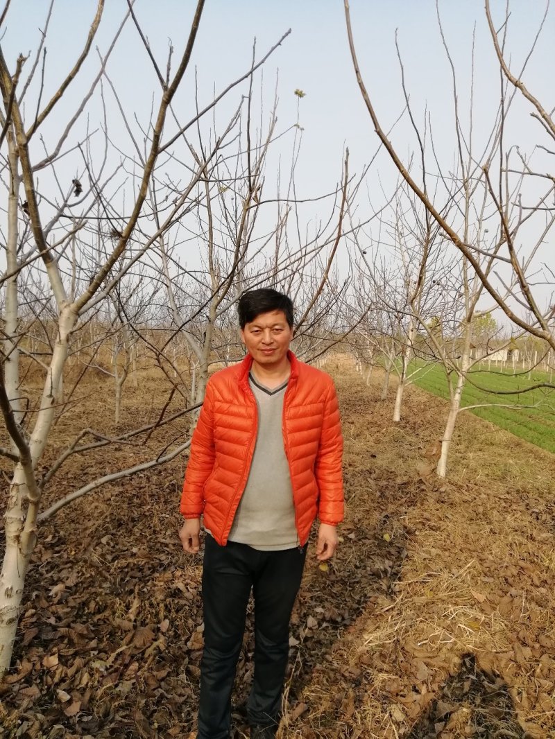 大核桃树：薄皮核桃树10公分以上的苗圃现挖现发