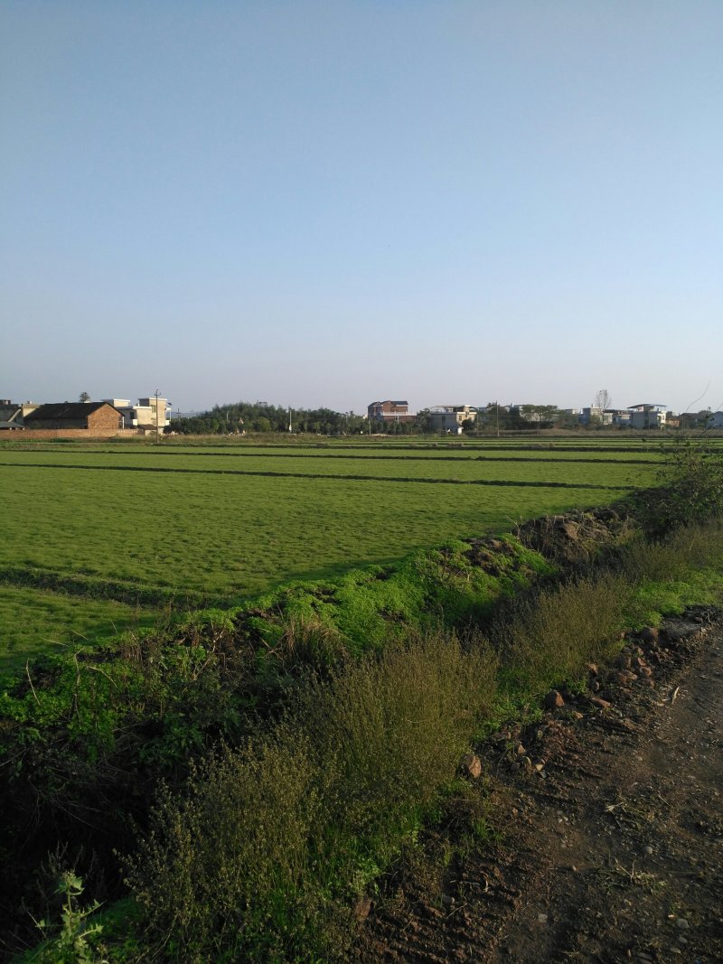 马尼拉草坪