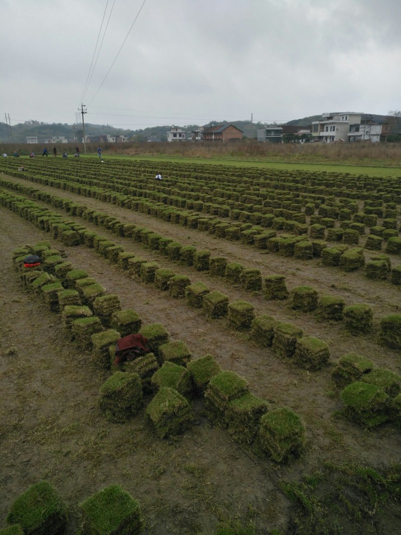 马尼拉草坪