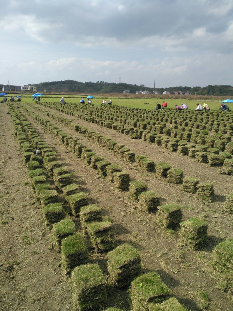 马尼拉草坪