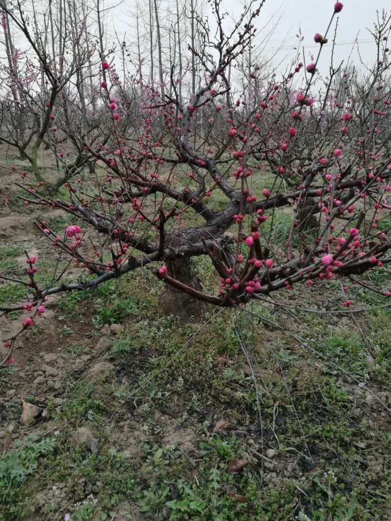 梅花园林庭院景观梅花精品梅花出售