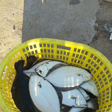大量养殖鸦片鱼出售