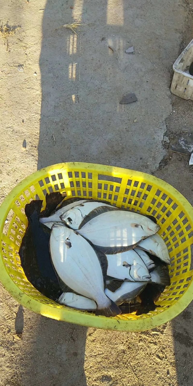大量养殖鸦片鱼出售
