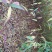 【优选】四川毛桃树苗自家苗圃种植毛桃实生苗品质保证