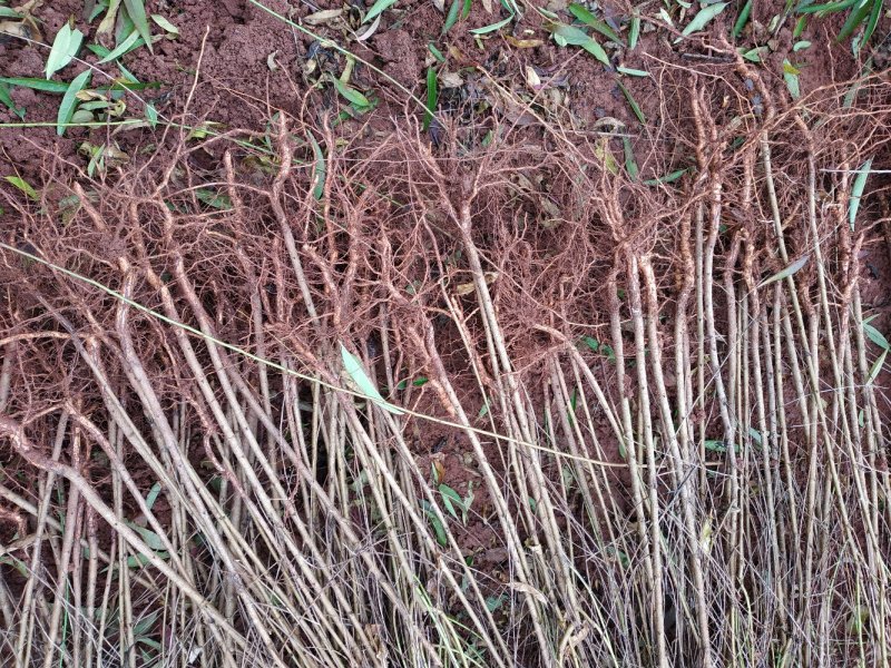【优选】四川毛桃树苗自家苗圃种植毛桃实生苗品质保证