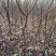 【优选】四川毛桃树苗自家苗圃种植毛桃实生苗品质保证