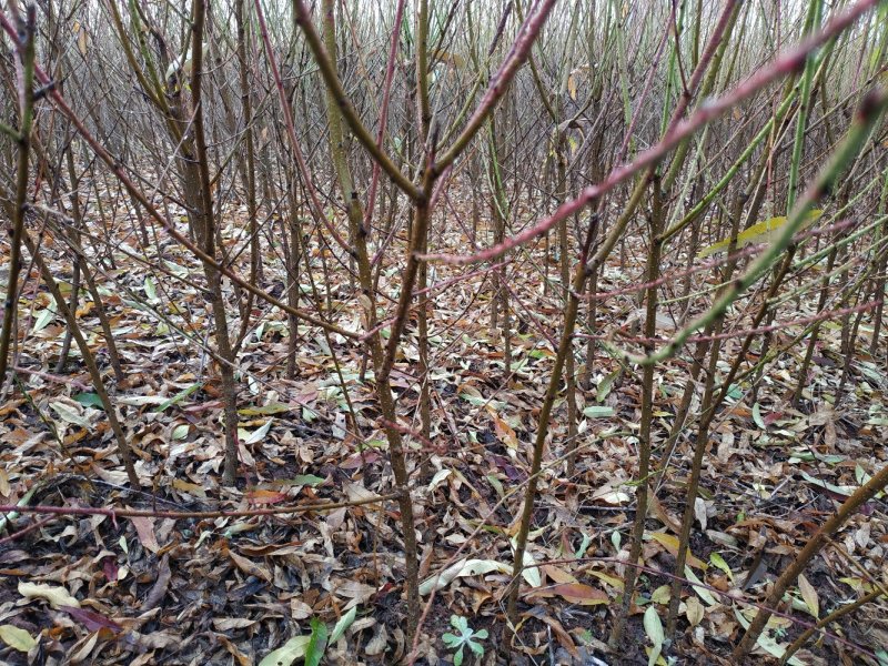 【优选】四川毛桃树苗自家苗圃种植毛桃实生苗品质保证