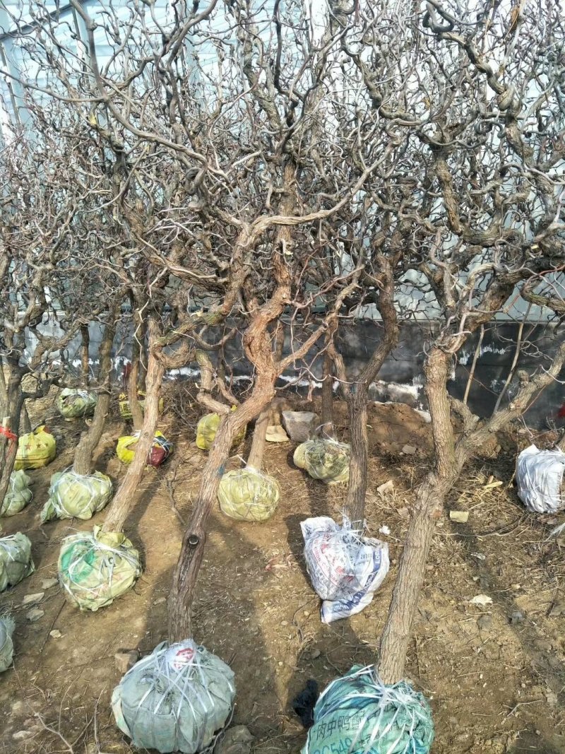 龙须枣苗冬枣树苗品种多价格优惠两证一签包邮包活