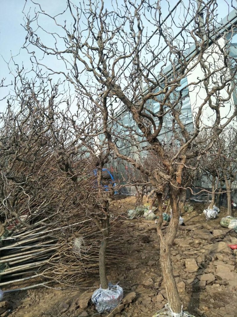 龙须枣苗冬枣树苗品种多价格优惠两证一签包邮包活