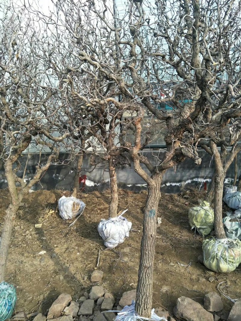龙须枣苗冬枣树苗品种多价格优惠两证一签包邮包活
