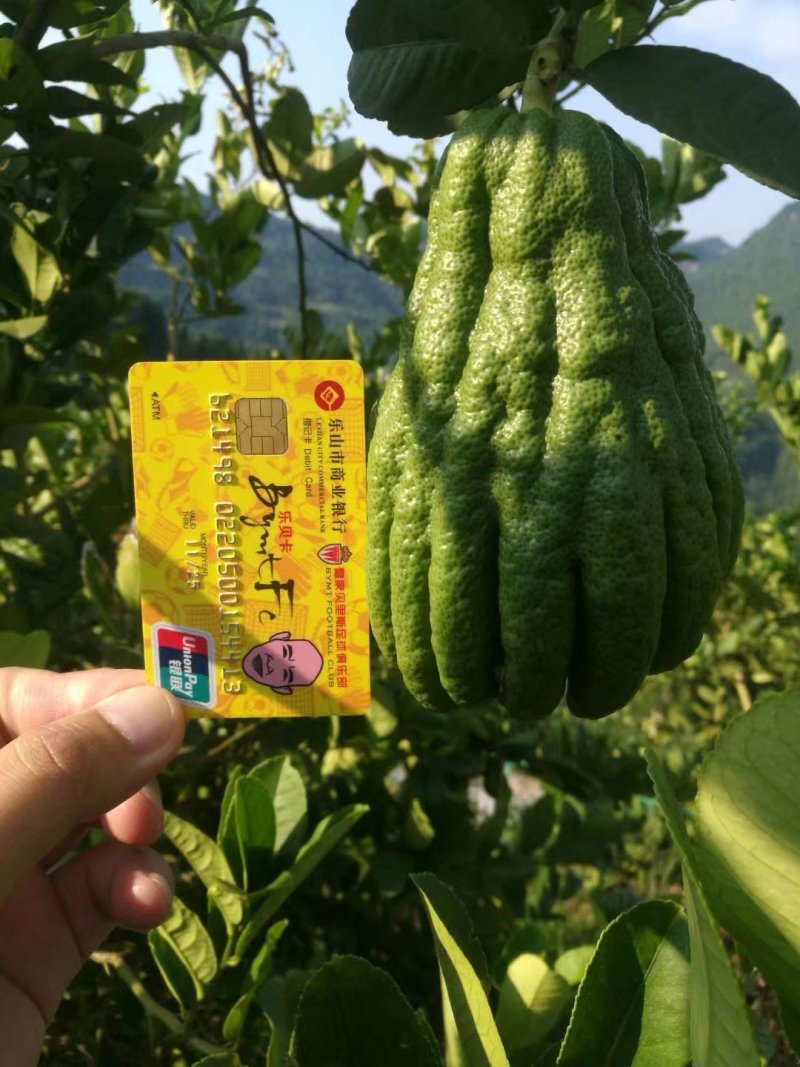 川佛手种植基地中药材种植基地一手货源包技术包回收