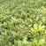 川佛手苗种植基地一手货源中药材种植源头基地