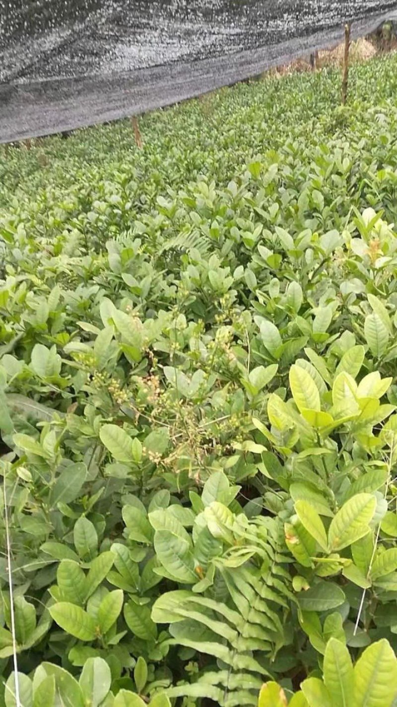 川佛手苗种植基地一手货源中药材种植源头基地