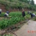 川佛手苗种植基地一手货源中药材种植源头基地