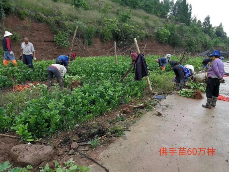 川佛手苗种植基地一手货源中药材种植源头基地