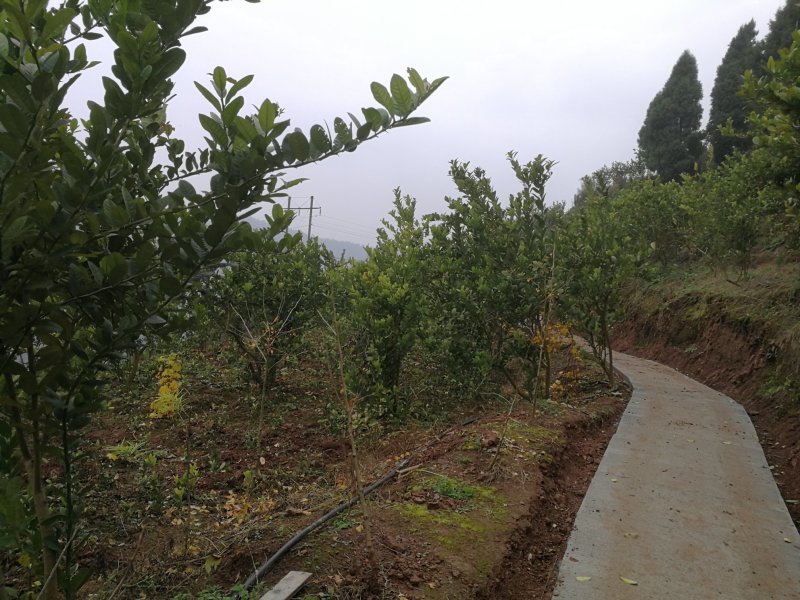川佛手苗种植基地一手货源中药材种植源头基地